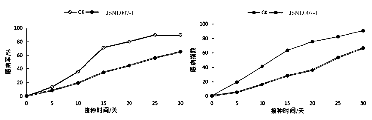 A strain of Fusarium solani and its application in Dendrobium candidum against root rot