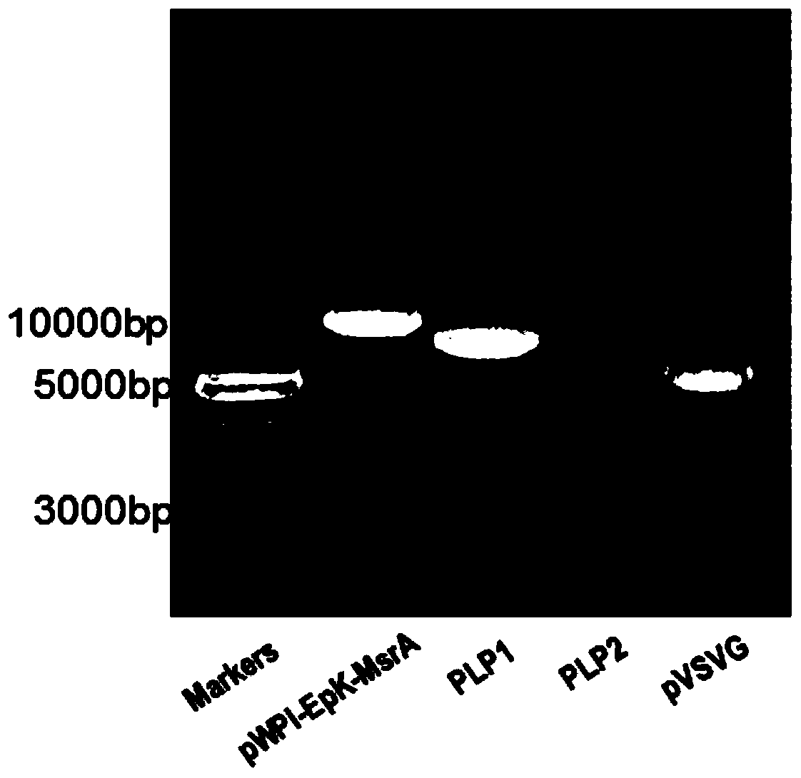 Structure of human recombinant methionine sulfoxide reductase A (MsrA) protein, and construction method of structure