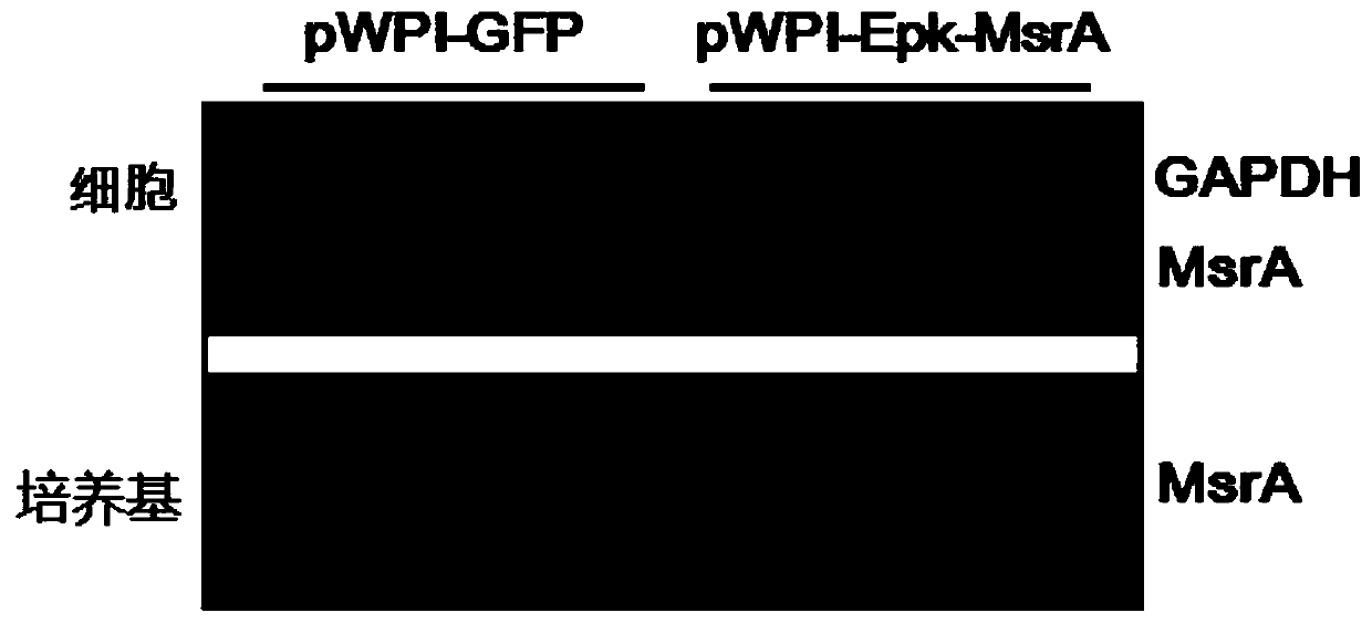 Structure of human recombinant methionine sulfoxide reductase A (MsrA) protein, and construction method of structure