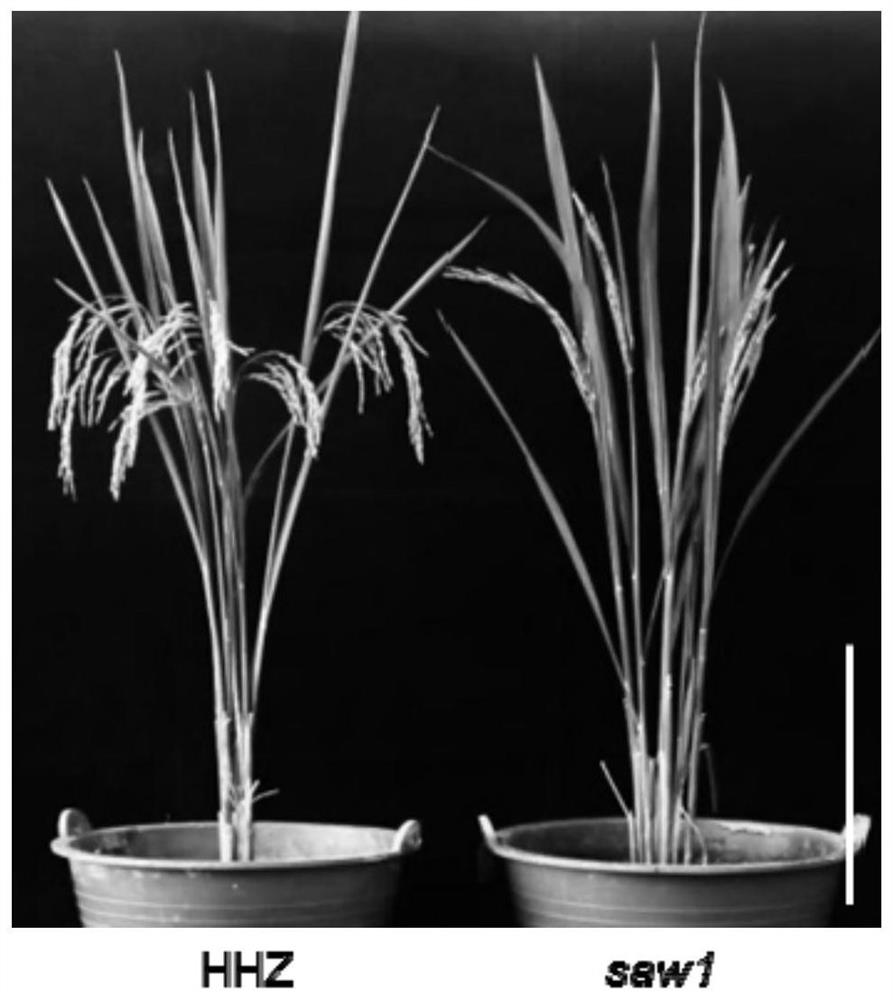 A kind of rice fertility gene saw1 and its application