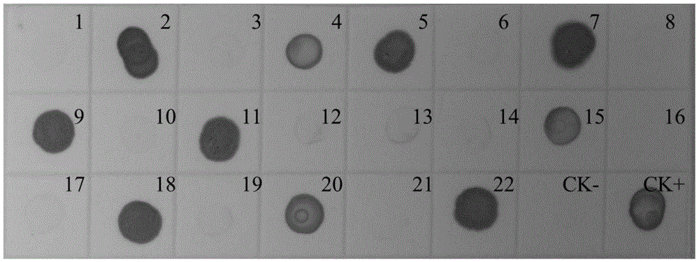 Hybridoma cell strain secreting monoclonal antibody resistant to tomato black ring nepovirus and application of monoclonal antibody of hybridoma cell strain