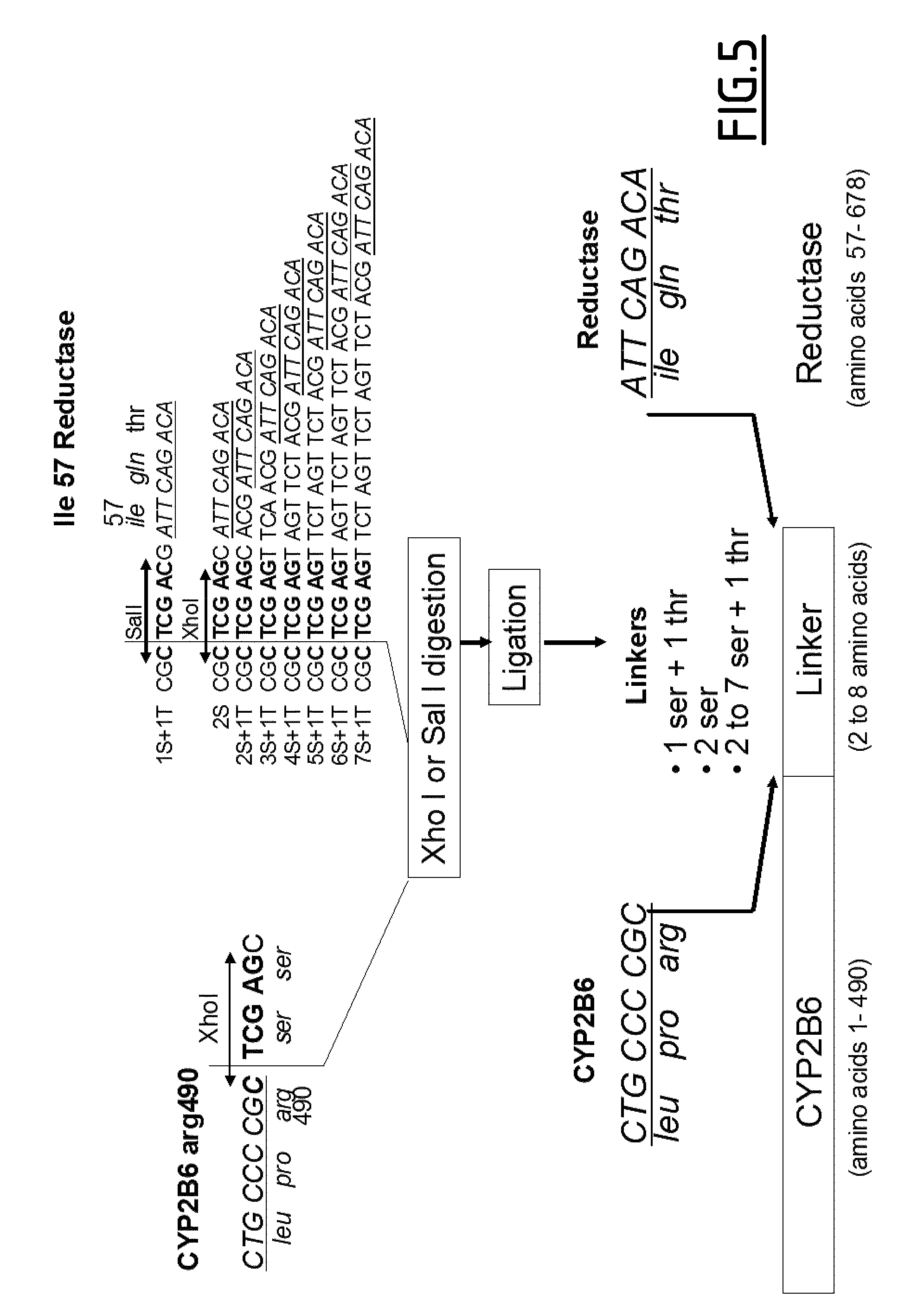 Mutant cytochrome P450 2B6 proteins and uses thereof