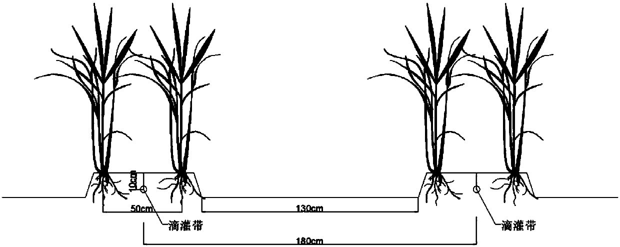 Sugarcane drip irrigation cultivation method based on shallow buried one-time thin-wall drip irrigation tapes