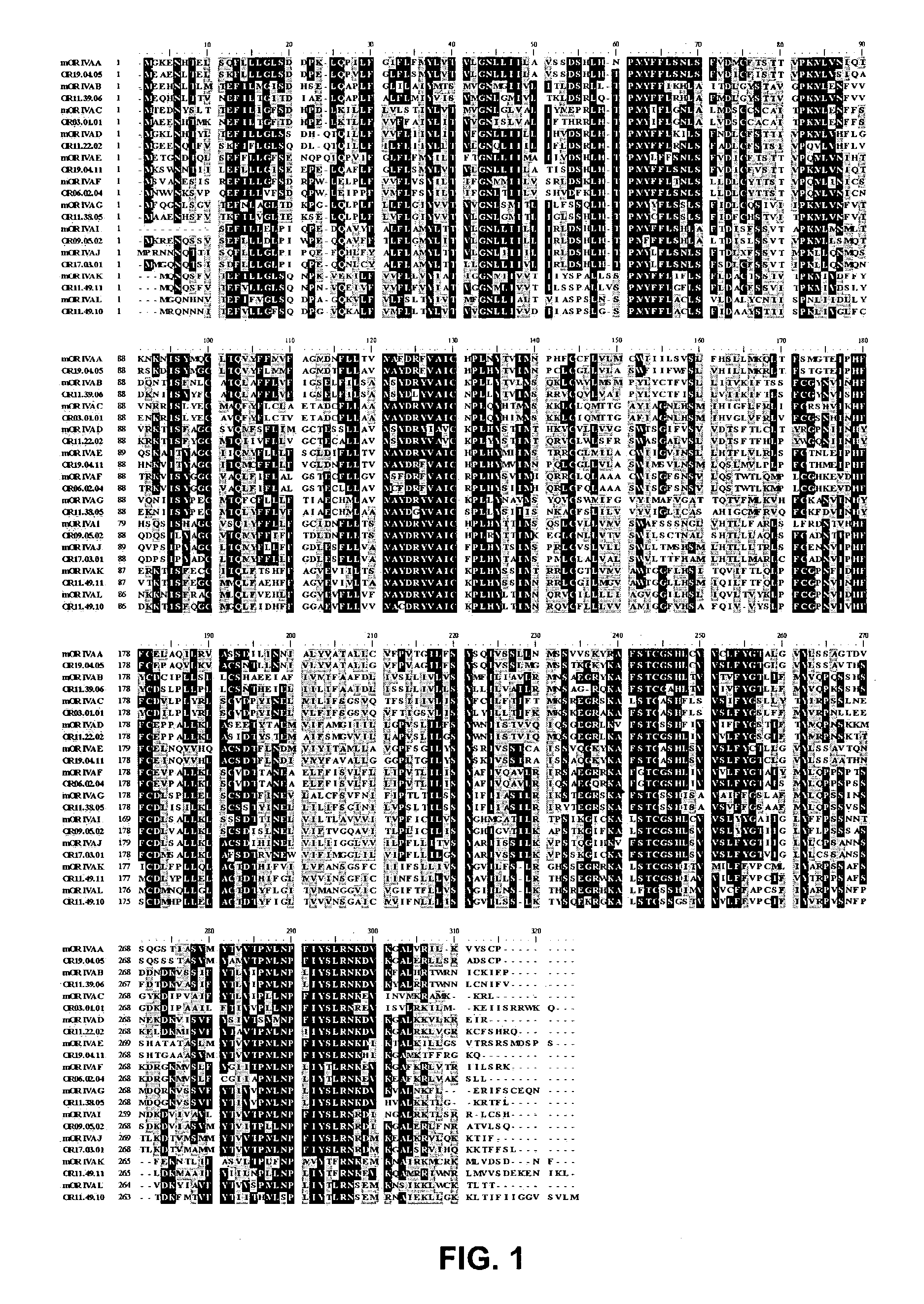 Olfactory receptors for isovaleric acid and related malodorants and use thereof in assays for identification of blockers of malodor