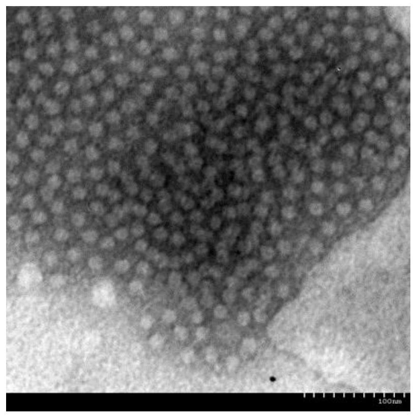 Porcine circovirus type 4 Cap protein monoclonal antibody as well as preparation method and application thereof