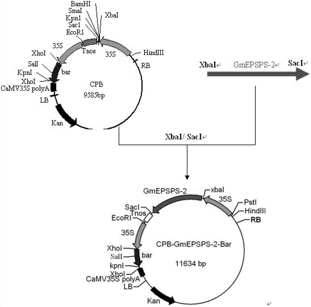 Anti-glyphosate EPSP (enolpyruvyl shikimate phosphate) synthase GmEPSPS-2 as well as encoding gene and application thereof