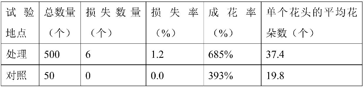 Method for flower forcing and storage of narcissus tazetta var chinensis balls