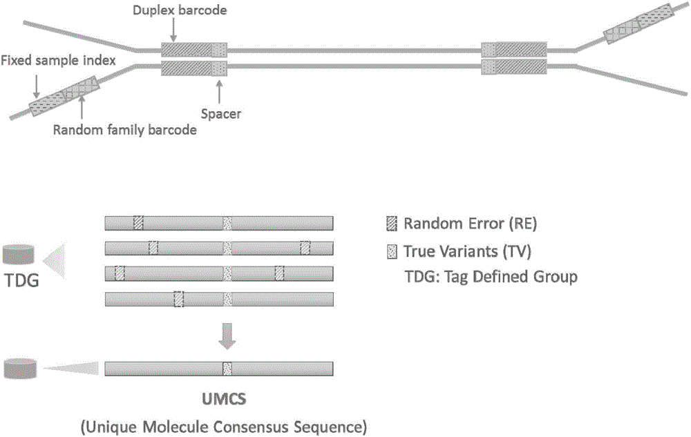 Duplex-seq-based ultralow-frequency mutation site detection analysis method