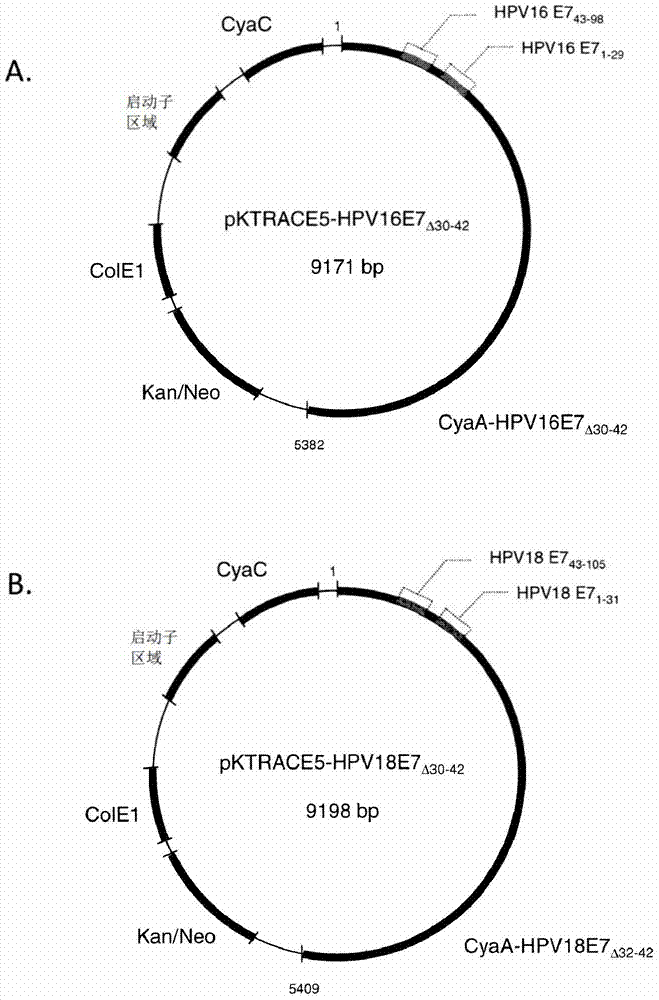 HPV/CYAA-based chimeric proteins and their uses in the induction of immune responses against HPV infection and HPV-induced disorders