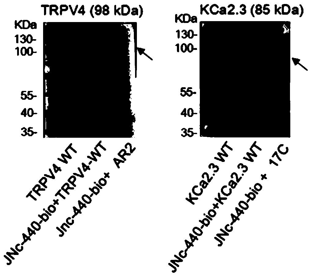 A compound that enhances the coupling degree of trpv4-kca2.3 complex and its application in antihypertensive