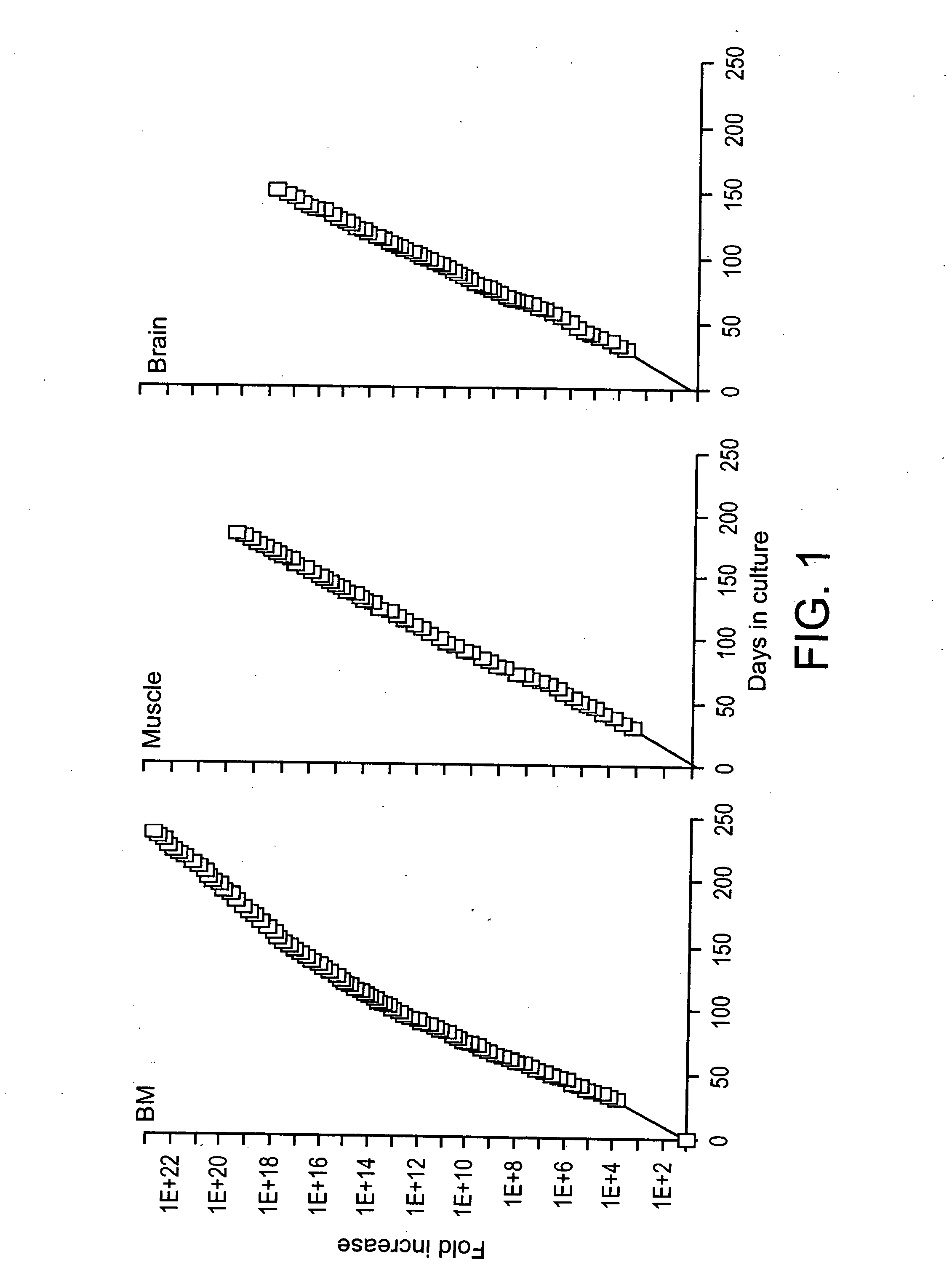 Multipotent adult stem cells, sources thereof, methods of obtaining and maintaining same, methods of differentiation thereof, methods of use thereof and cells derived thereof