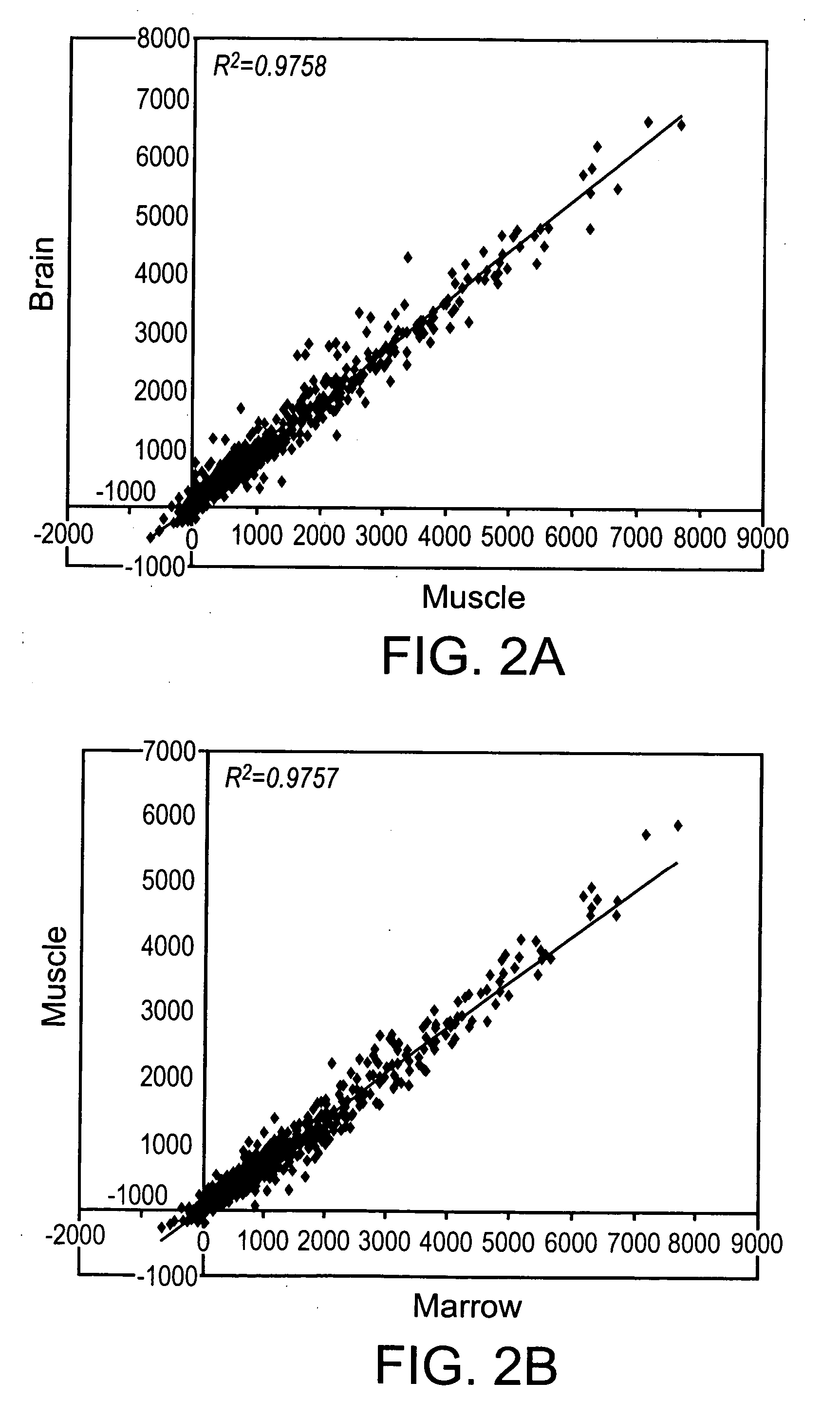 Multipotent adult stem cells, sources thereof, methods of obtaining and maintaining same, methods of differentiation thereof, methods of use thereof and cells derived thereof