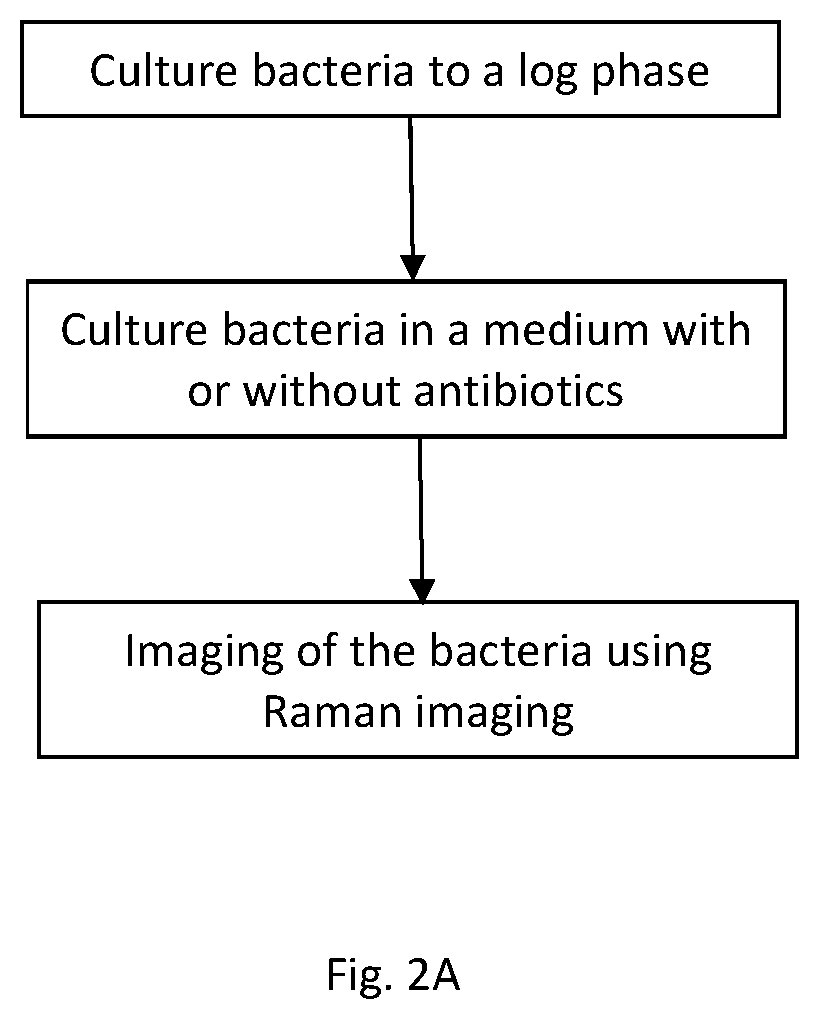 Method for the determination of antibiotic susceptibility through stimulated Raman metabolic imaging