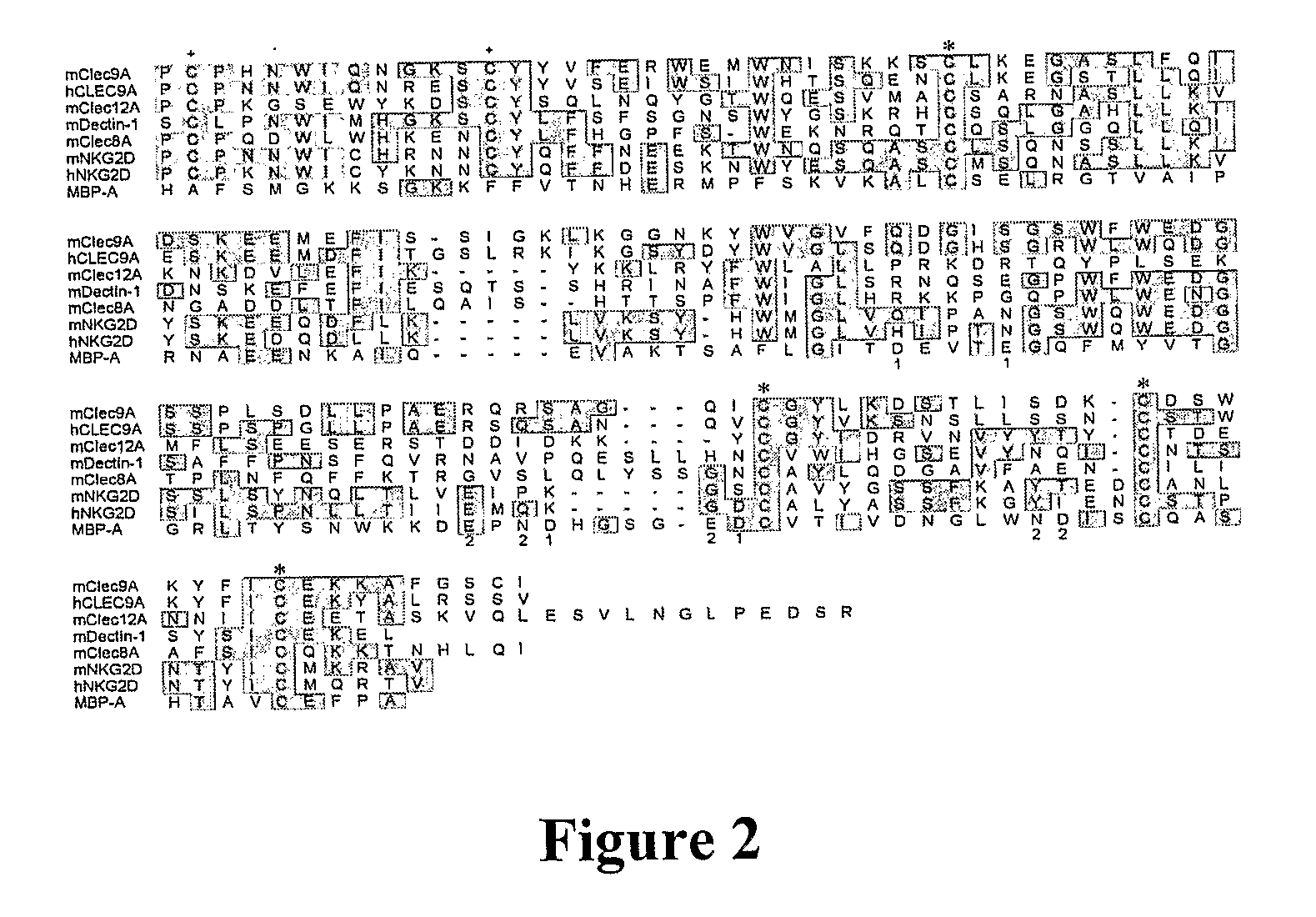 Dendritic Cell Marker and Uses Thereof