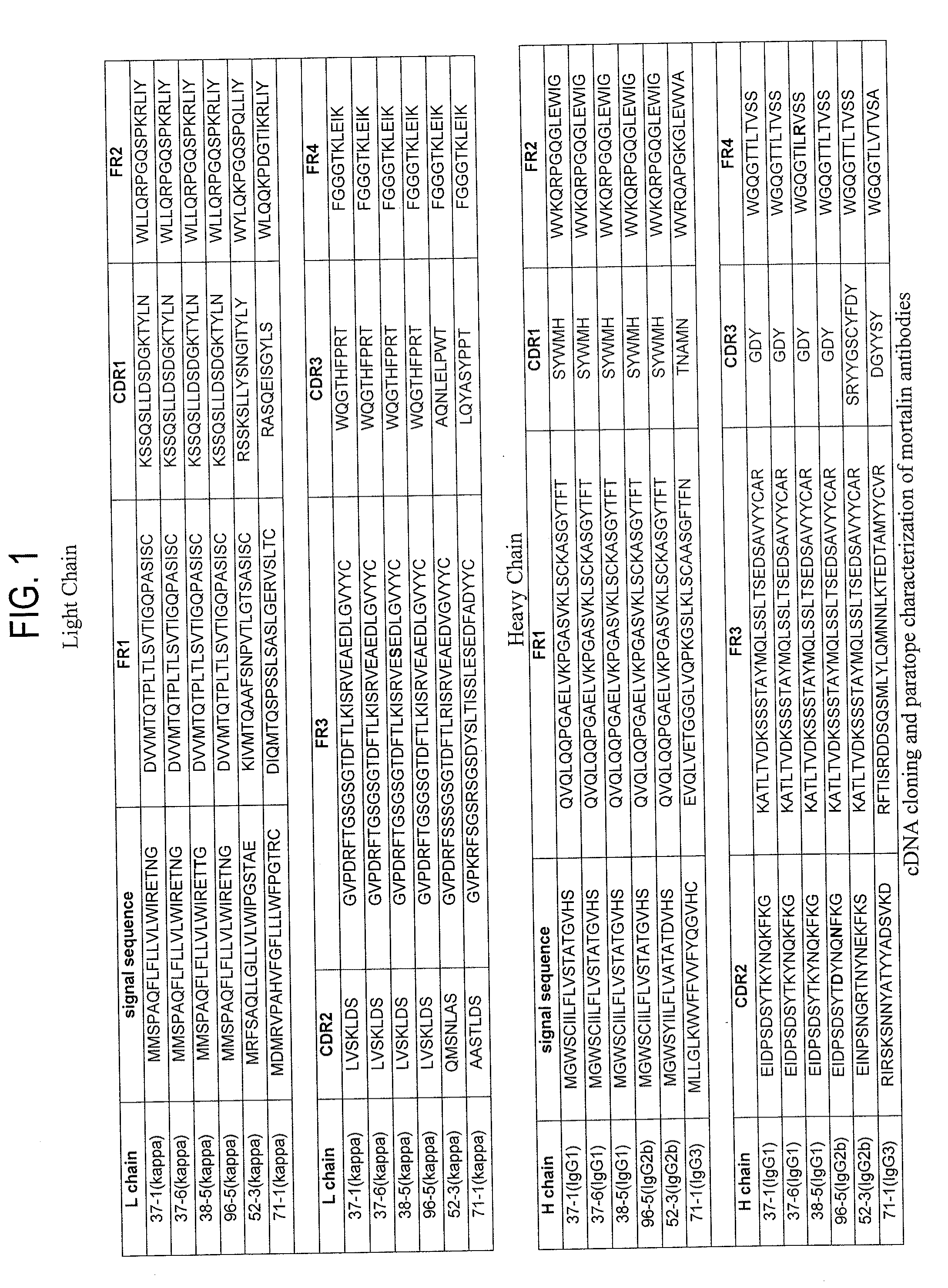 Paratope and epitope of Anti-mortalin antibody