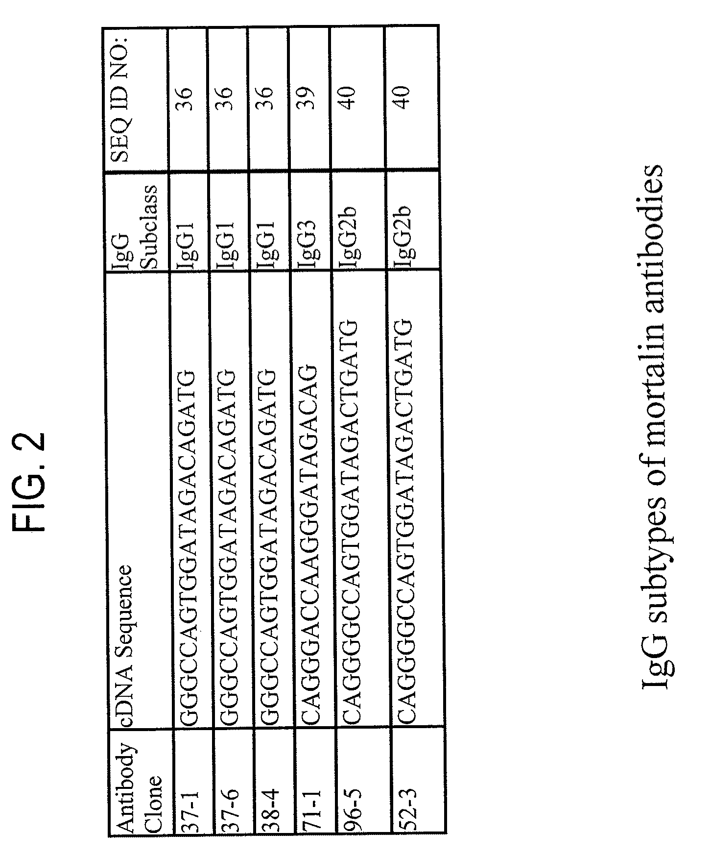 Paratope and epitope of Anti-mortalin antibody