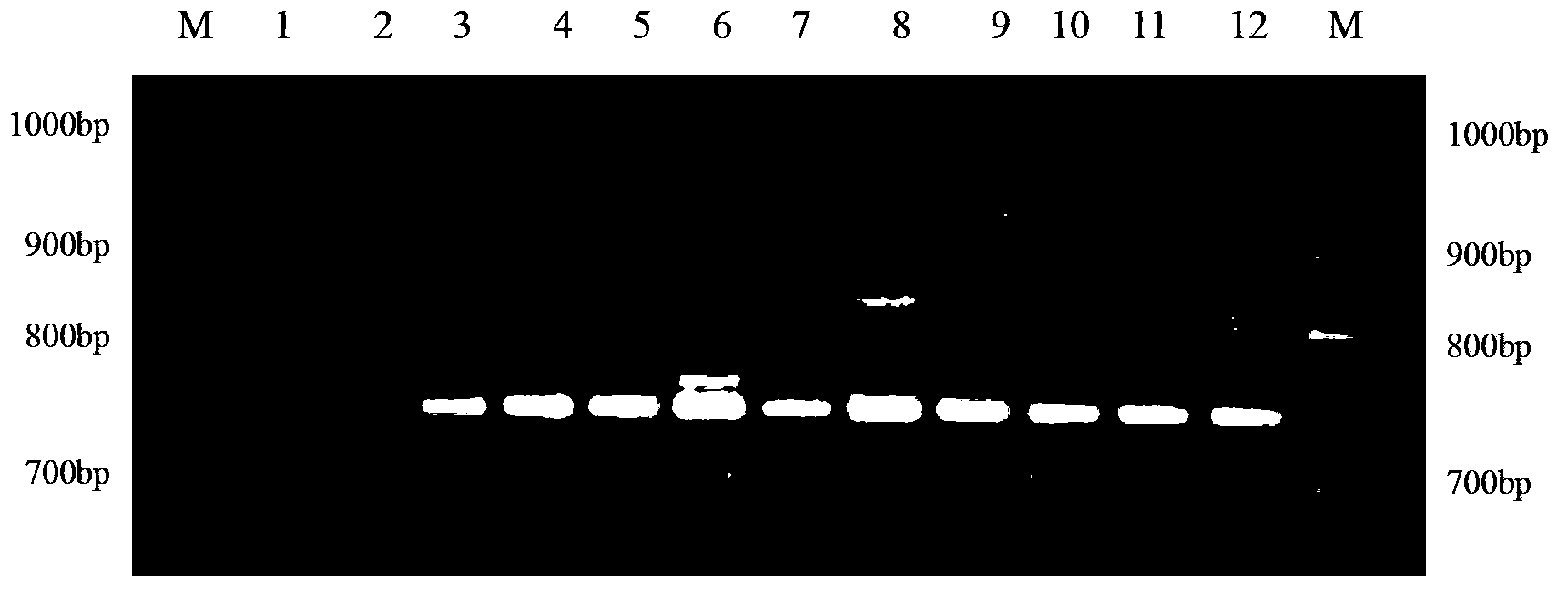 Method for identifying mating types of Lepista sordida protoplast monokaryons and special primer pair SR-1*3 therefor