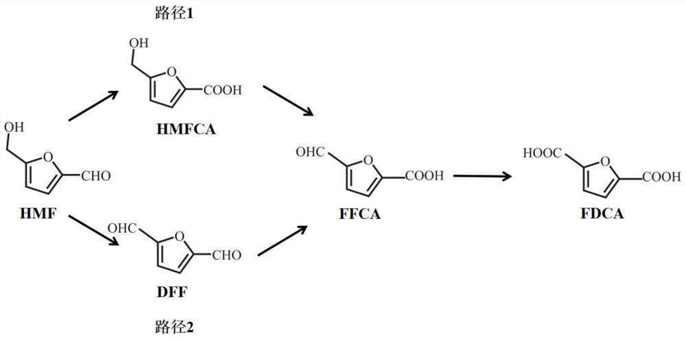 Pseudomonas rhodesiae engineering bacteria and application thereof in preparation of 2, 5-furandicarboxylic acid