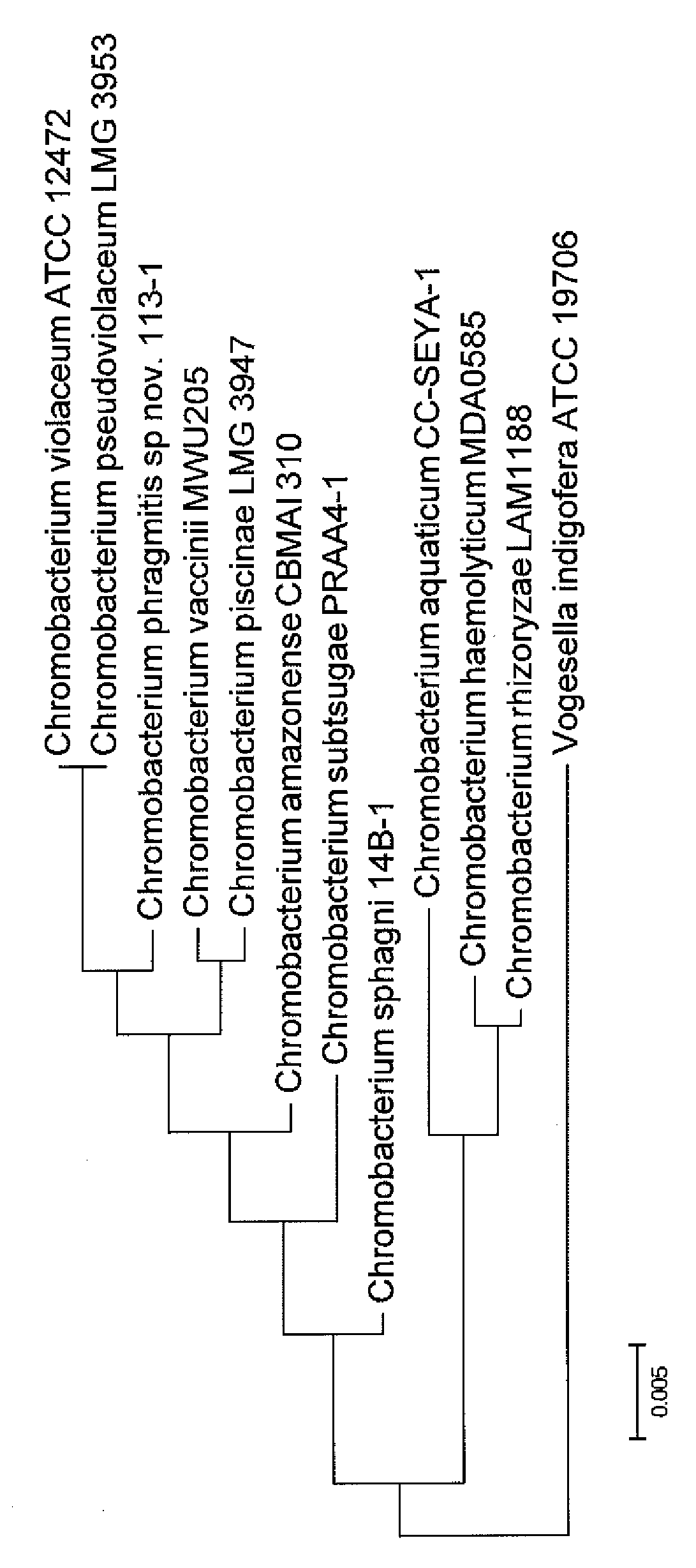 <i>Chromobacterium </i>species with insecticidal activity