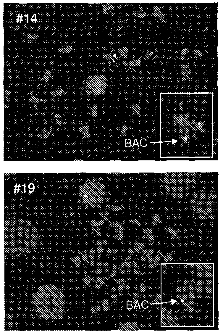Transgenic animal with enhanced immune response and method for the preparation thereof