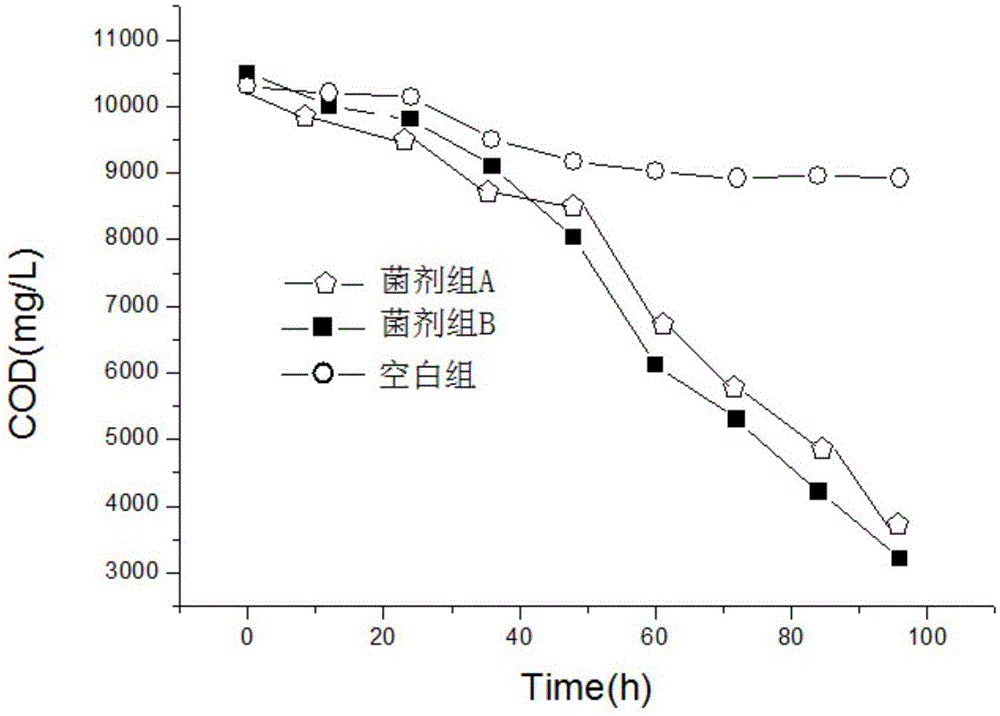 Composite bacterium and application thereof to treatment of garlic processing wastewater