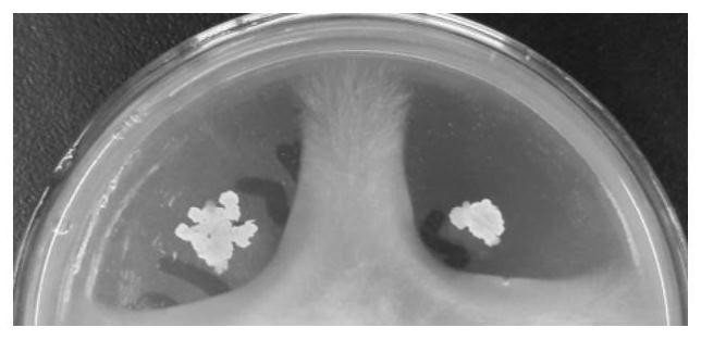 Bacillus amyloliquefaciens Z-2 strain for preventing and treating root rot of fruits and vegetables, and application of bacillus amyloliquefaciens Z-2 strain