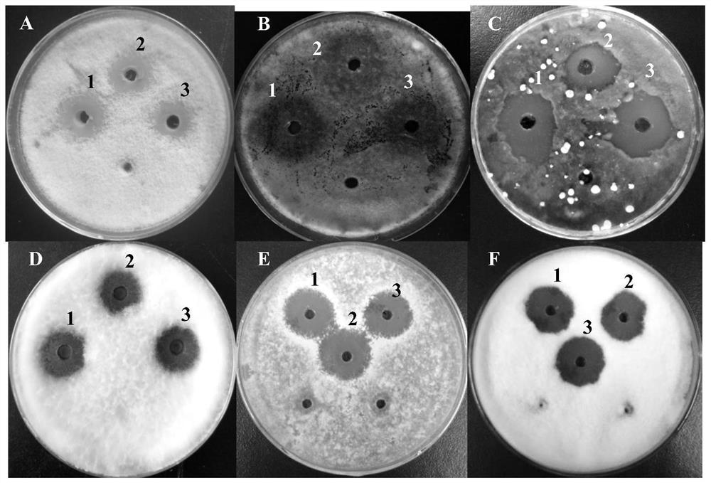 Bacillus amyloliquefaciens Z-2 strain for preventing and treating root rot of fruits and vegetables, and application of bacillus amyloliquefaciens Z-2 strain