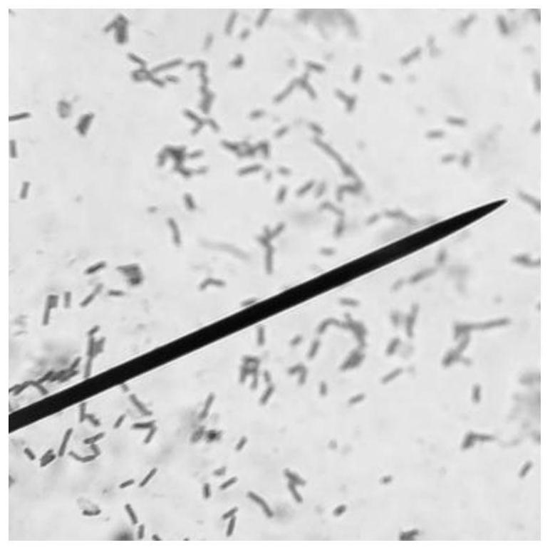 Bacillus amyloliquefaciens Z-2 strain for preventing and treating root rot of fruits and vegetables, and application of bacillus amyloliquefaciens Z-2 strain