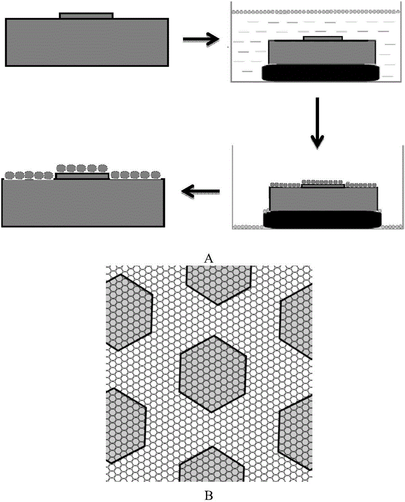 Ordered large-area single-layer microspheres/nanospheres assisted by template and preparation method thereof