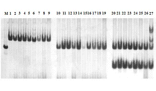 Wild abortive type sterility gene PCR (polymerase chain reaction) detecting primer and application thereof