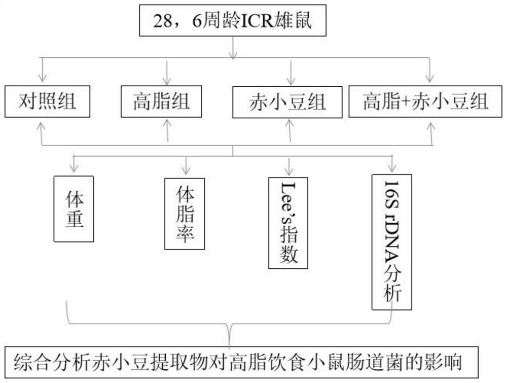 Phaseolus calcaratus extract and application thereof in resisting obesity