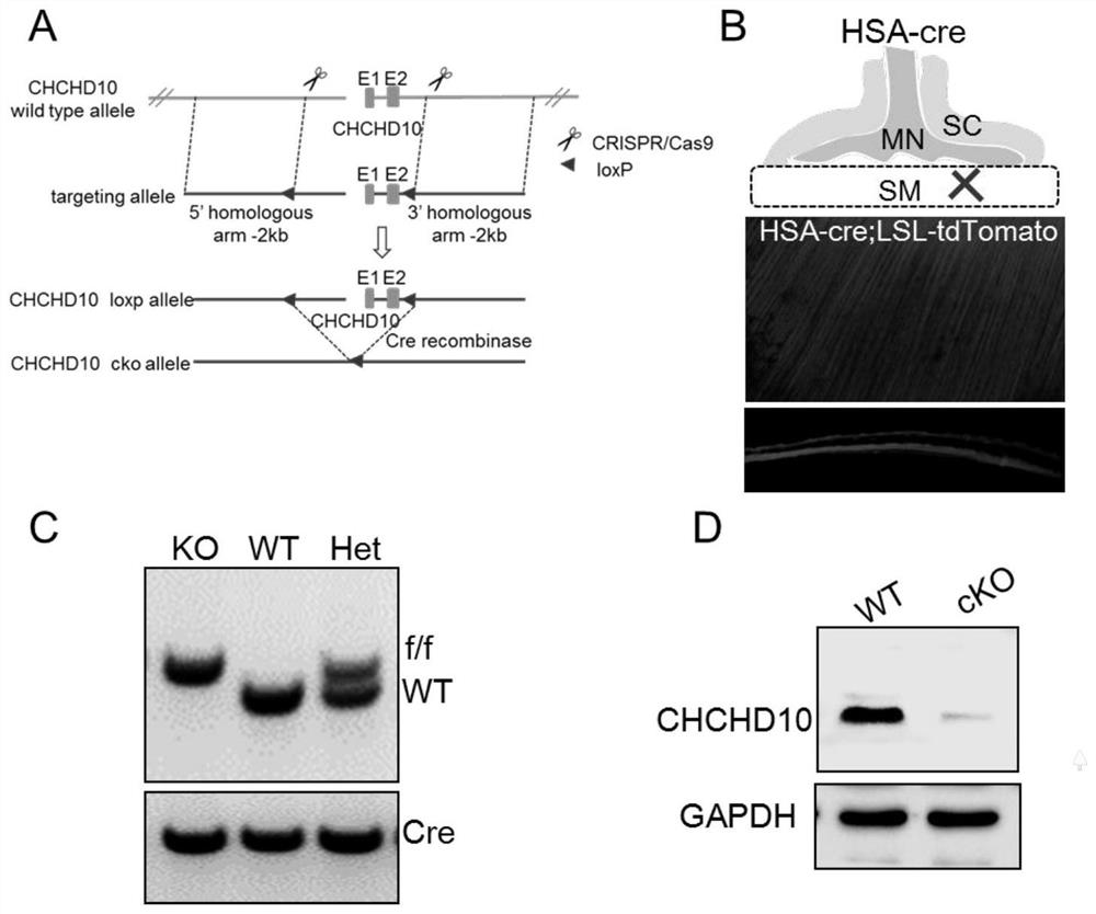 Application of chchd10 in promoting achr subunit gene expression and maintaining nmj stability