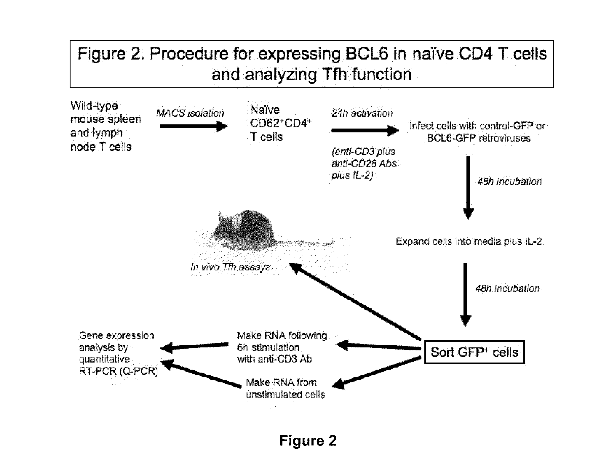 Use of bcl6 inhibitors for treating autoimmune diseases