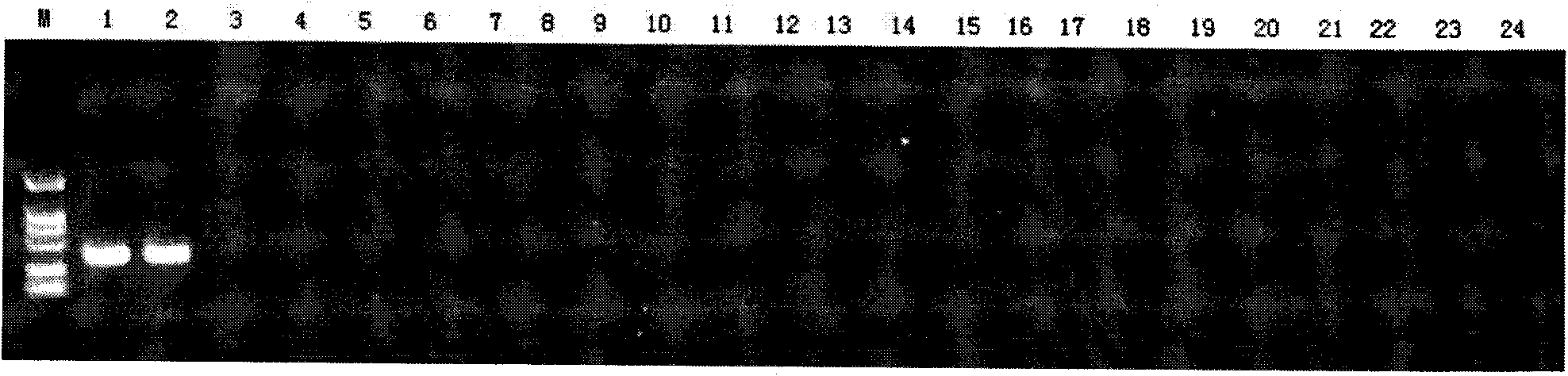 PCR method for identifying agkistrodon and specific primer thereof