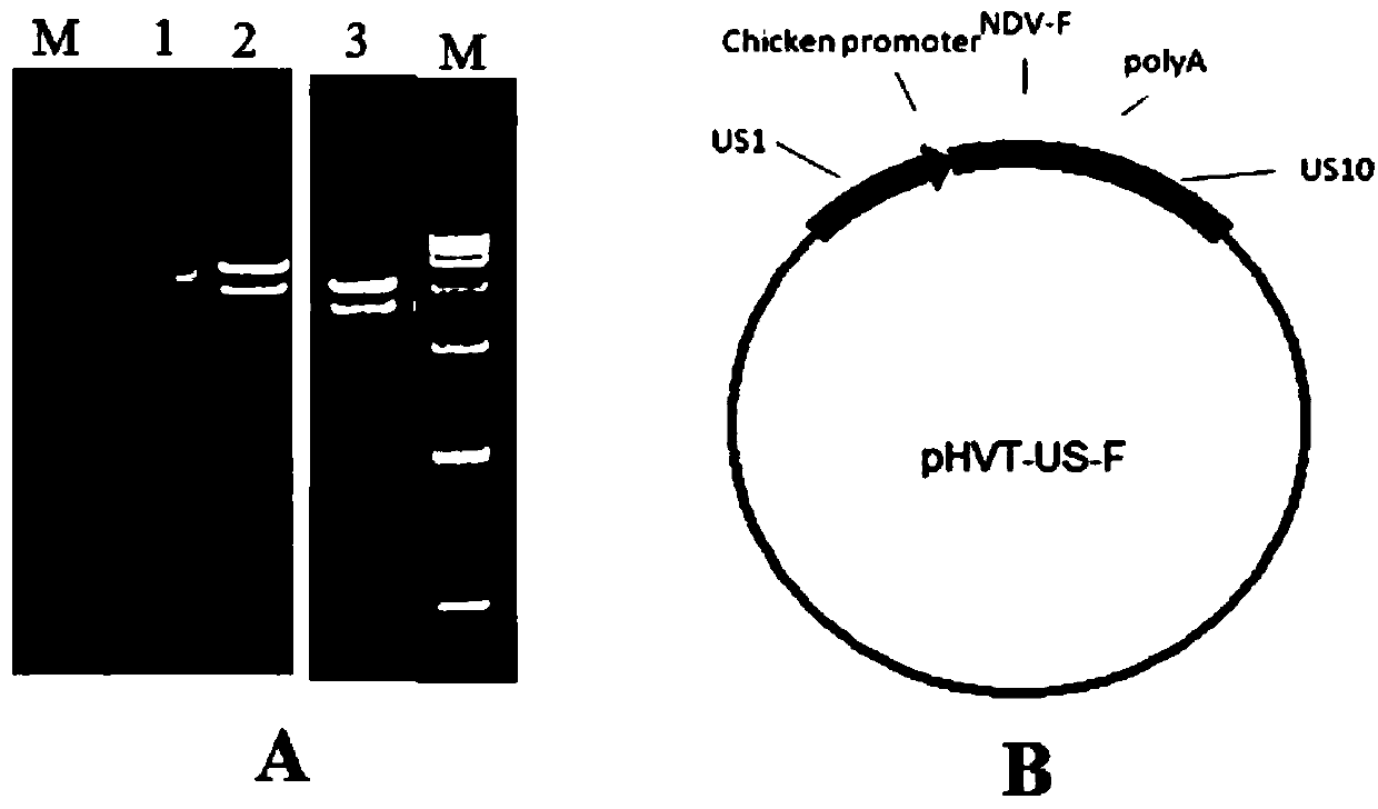 Recombinant herpesvirus of turkey (HVT) and preparation method thereof