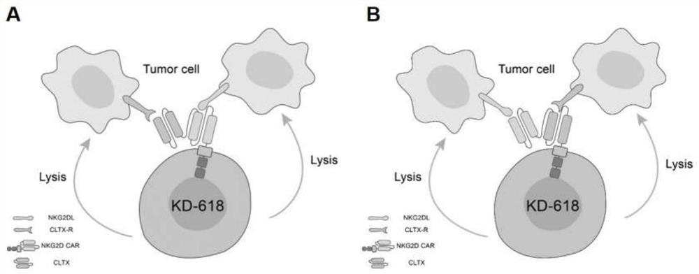 cltx-nkg2d bispecific chimeric antigen receptor cell and its preparation method and application