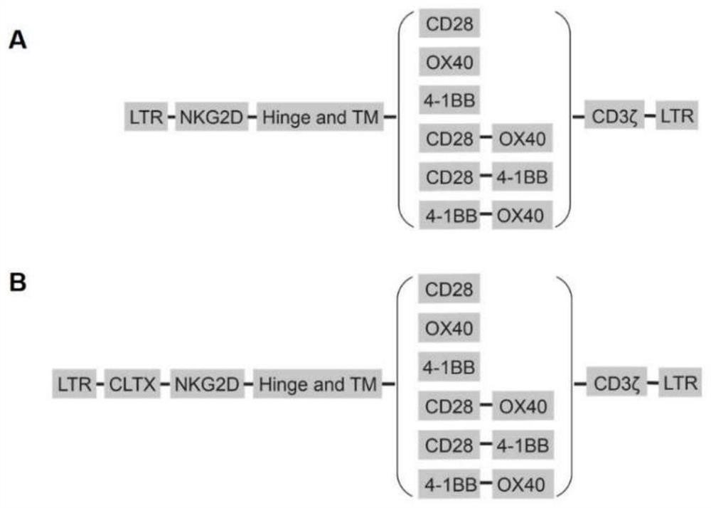 cltx-nkg2d bispecific chimeric antigen receptor cell and its preparation method and application