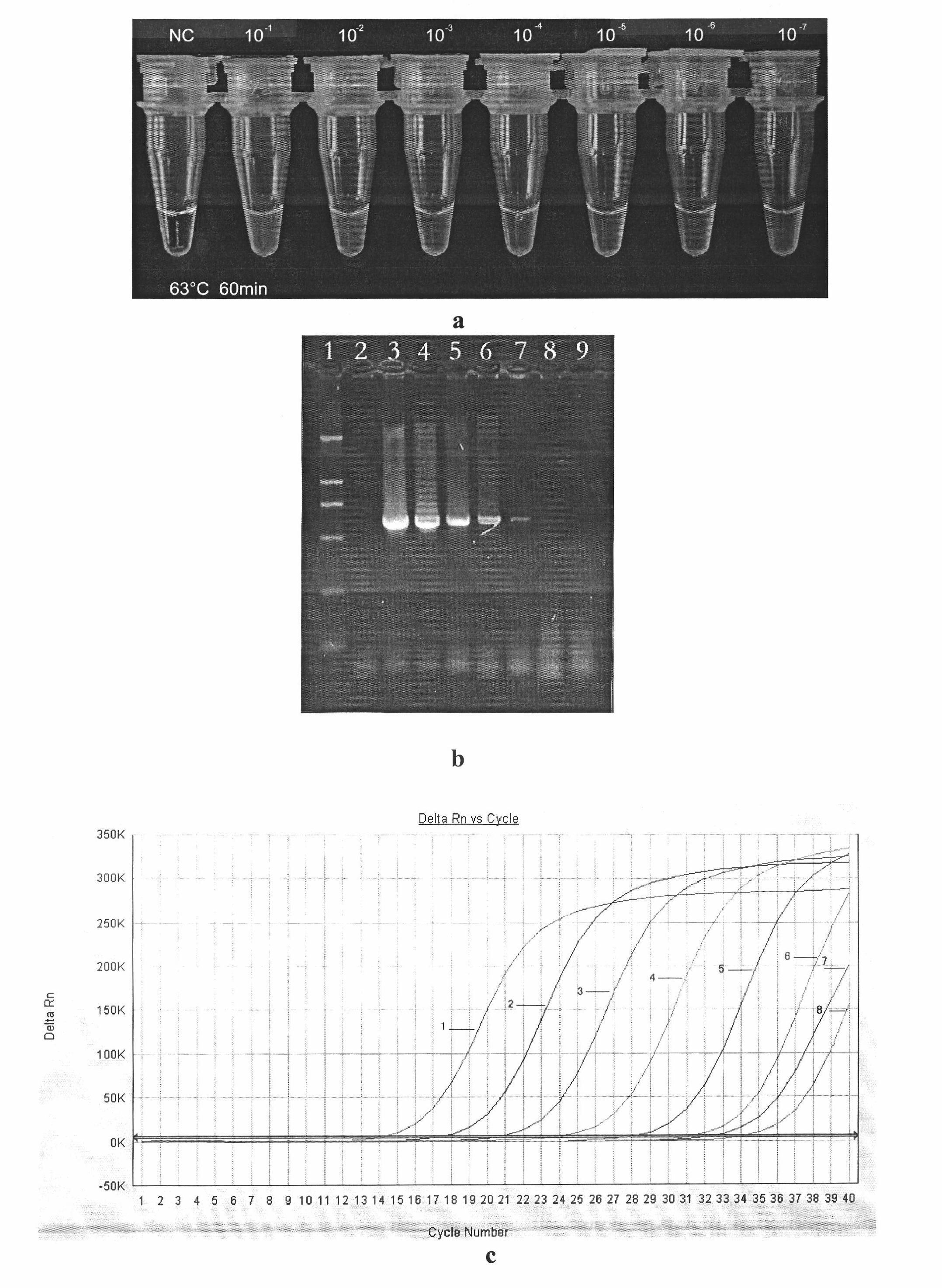 Loop-mediated isothermal amplification (LAMP) detection method and kit of soft-shelled turtle iridovirus (STIV)