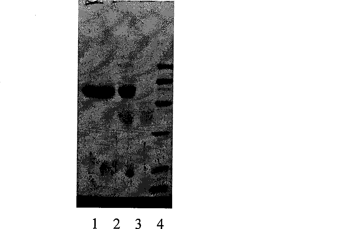 Modified recombinant human endostatin and use thereof