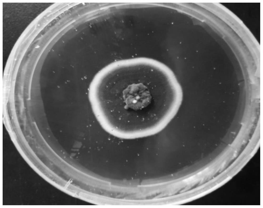 Aspergillus sydowii and application thereof in promoting plant growth and preventing and treating plant diseases