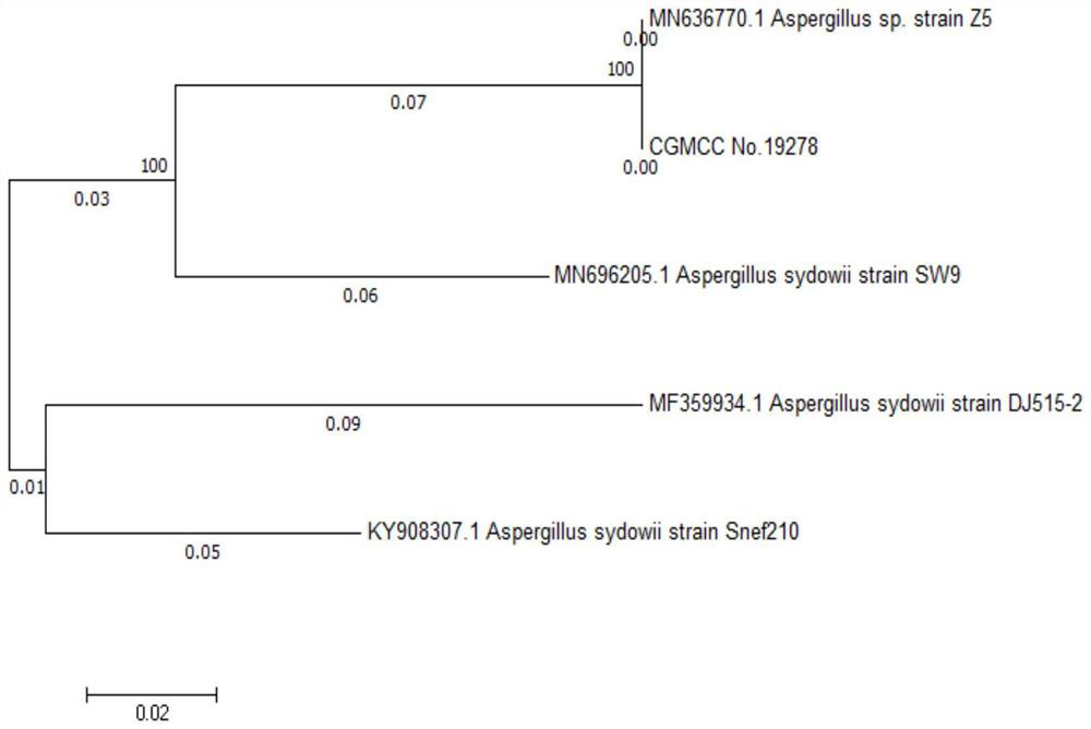 Aspergillus sydowii and application thereof in promoting plant growth and preventing and treating plant diseases