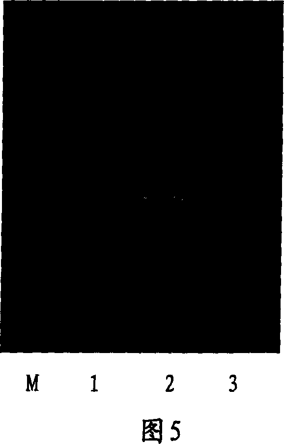 Method for rapidly extracting plants sample DNA