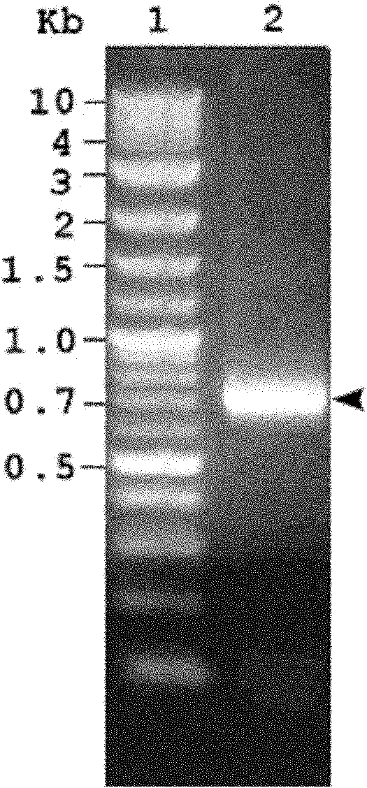 Long-acting interferon fusion protein and application thereof