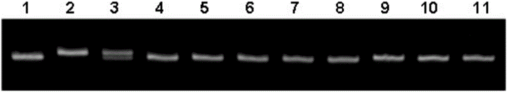 Molecular marker and application of rice amylose content micro-controlling gene agps2a