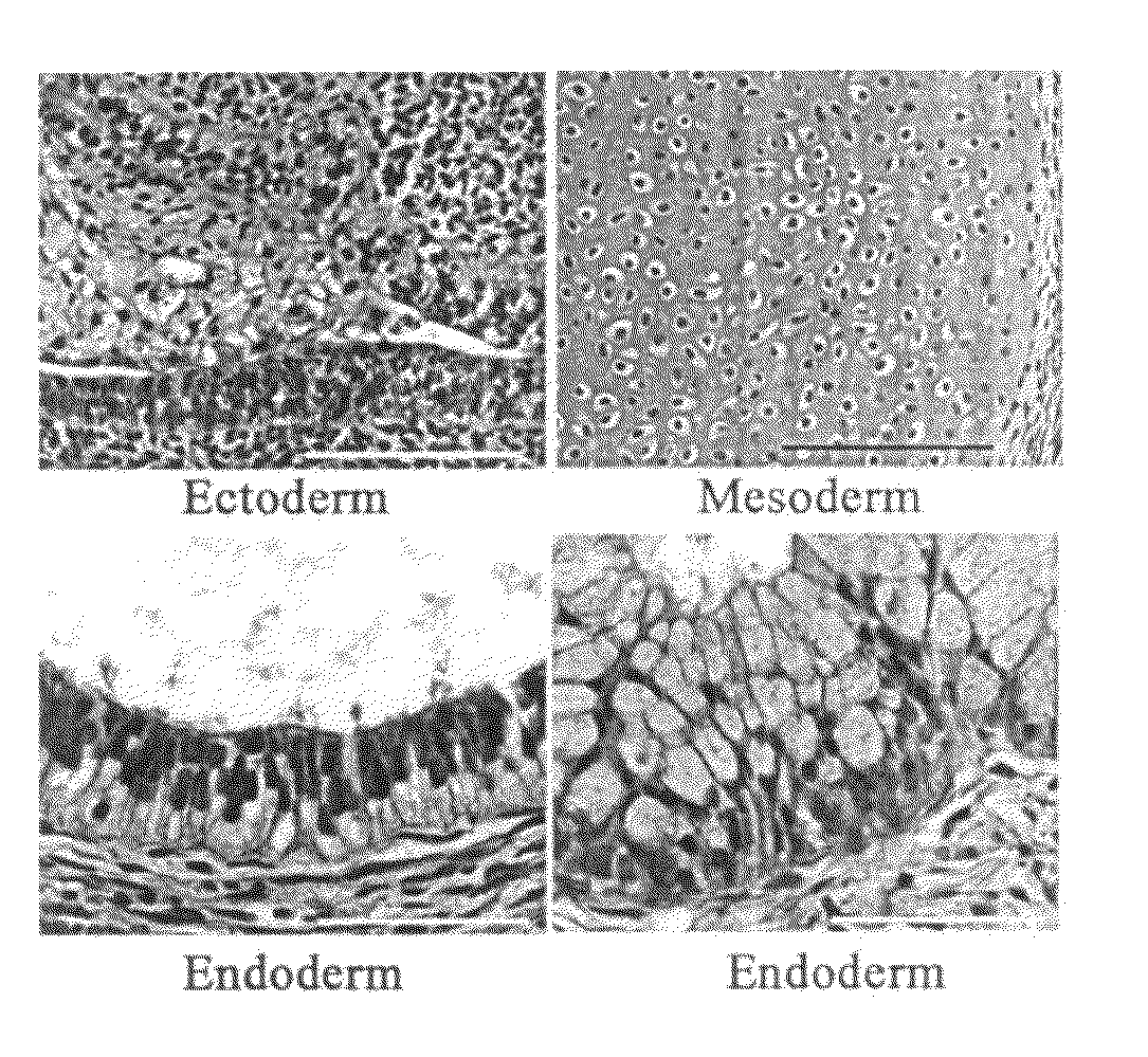 Defined Culture Conditions of Human Embryonic Stem Cells