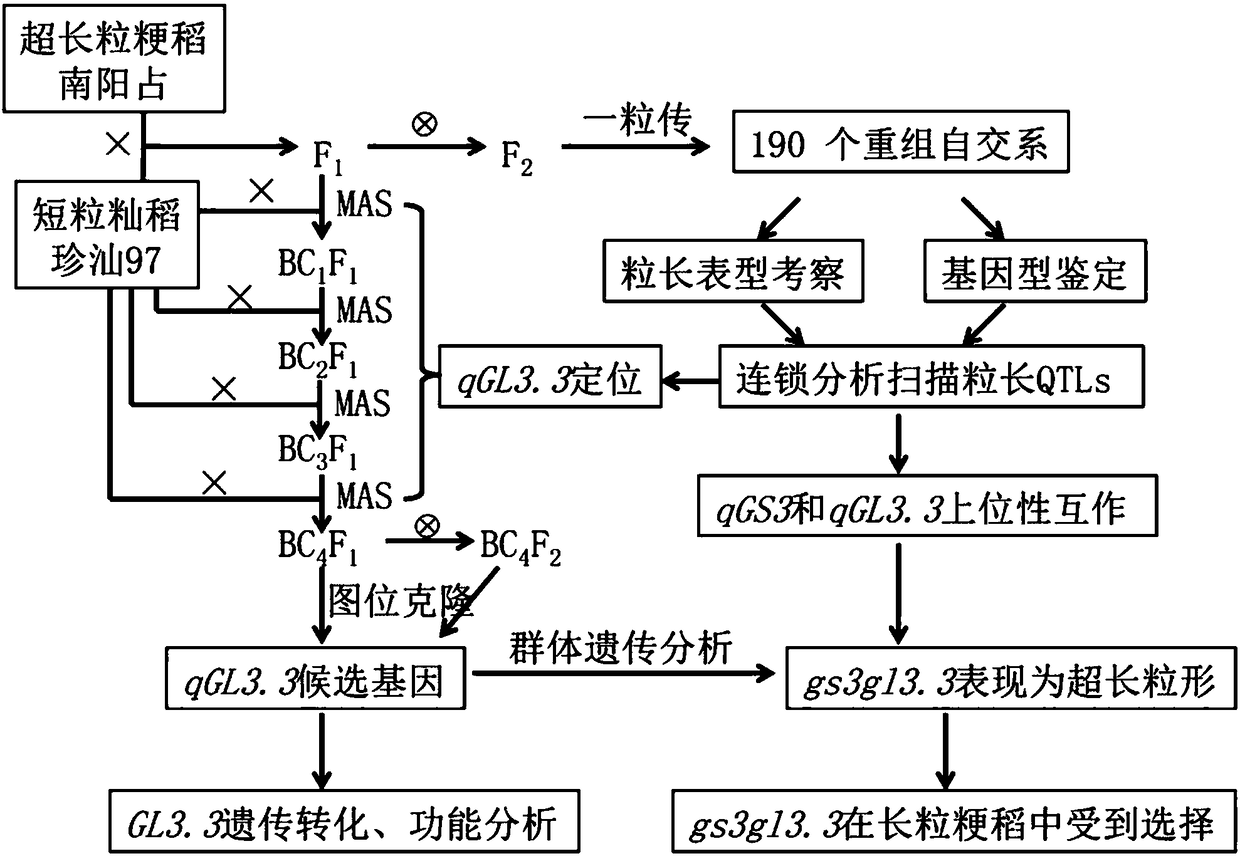 Method for cultivating super-long-grain rice