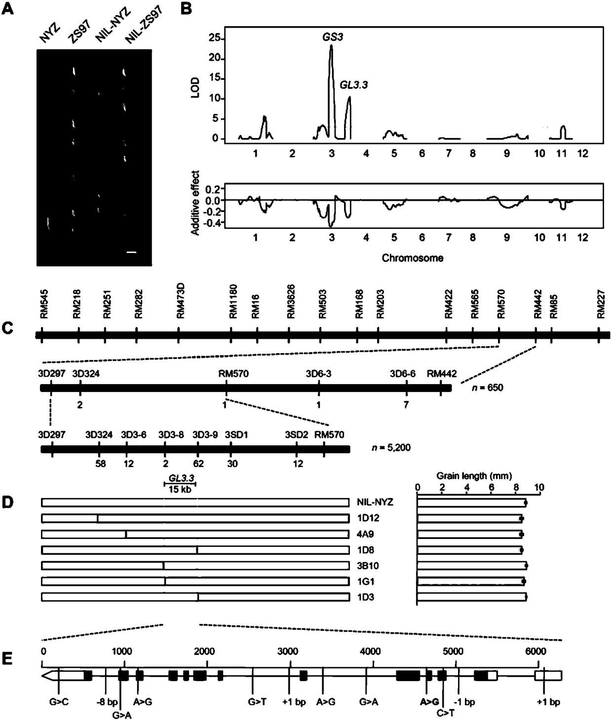 Method for cultivating super-long-grain rice