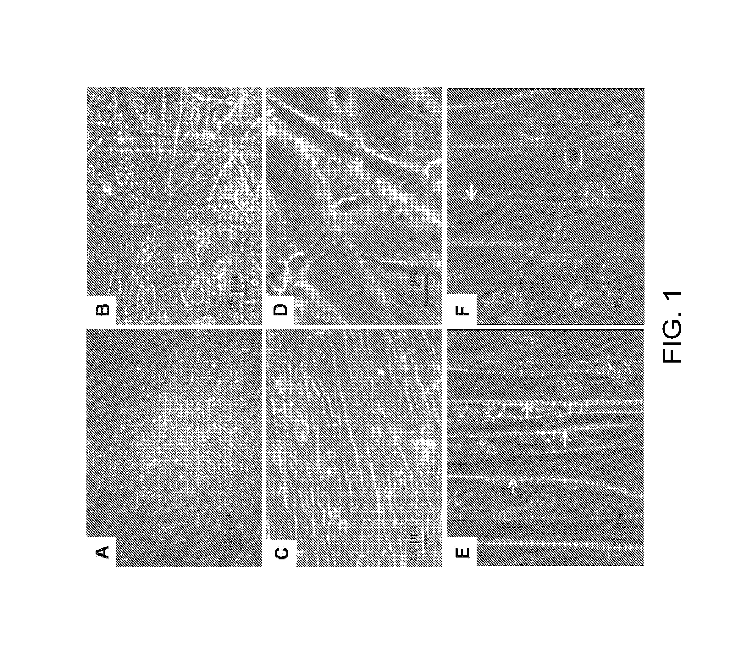 Synthetic mammalian neuromuscular junction and method of making