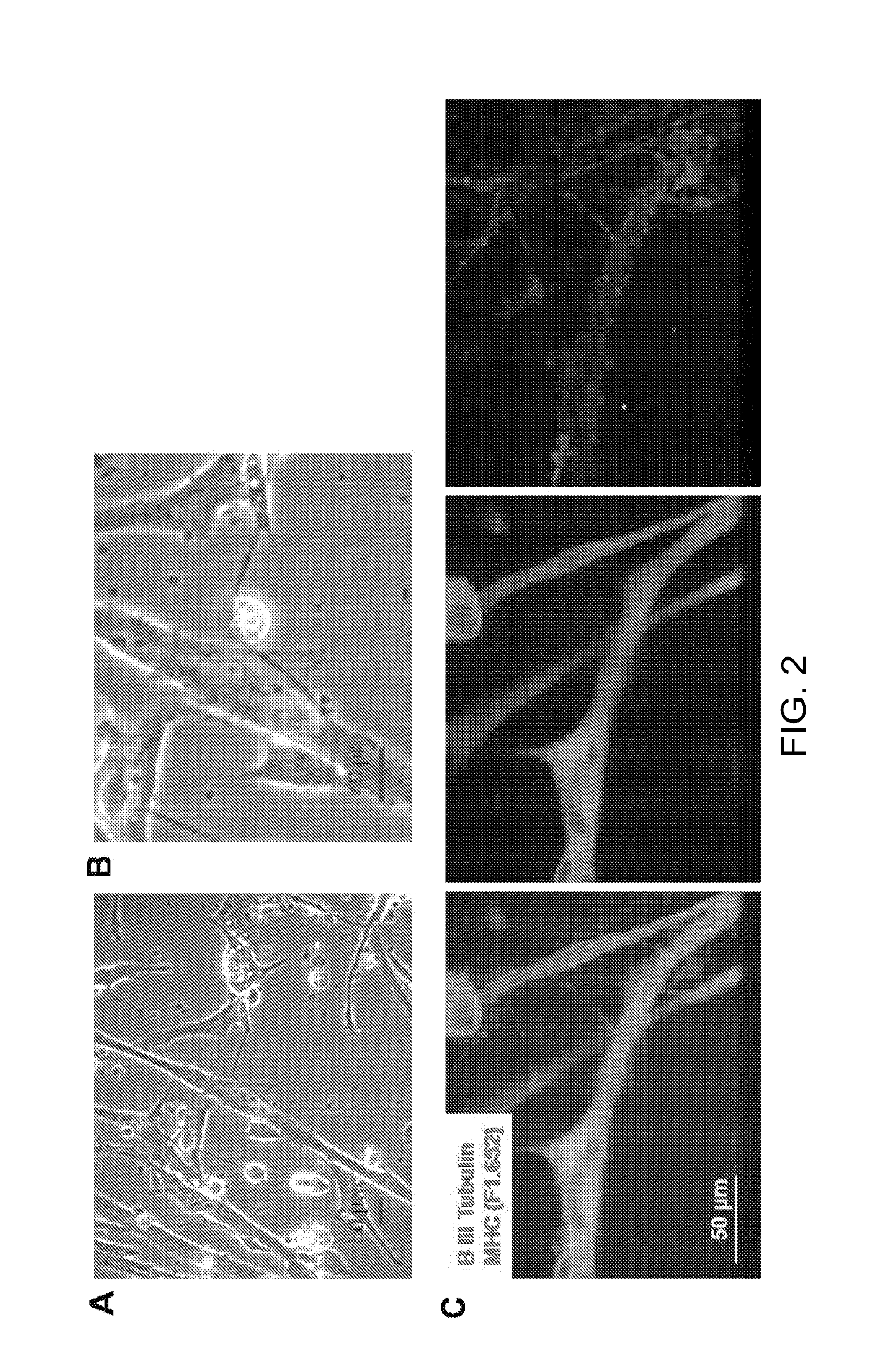 Synthetic mammalian neuromuscular junction and method of making