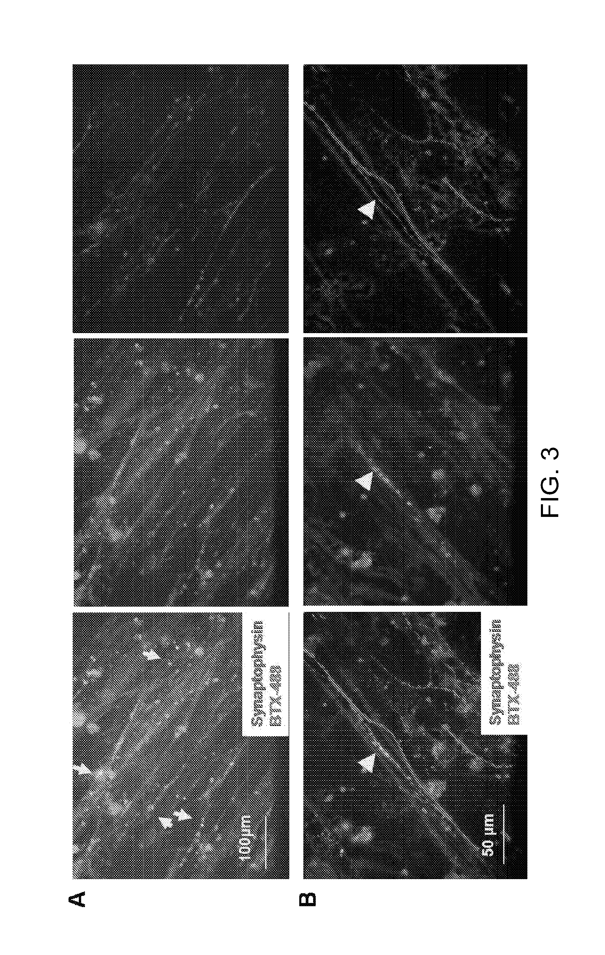 Synthetic mammalian neuromuscular junction and method of making